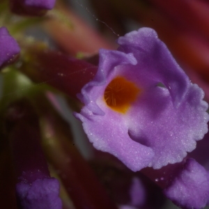 Photographie n°37843 du taxon Buddleja davidii Franch. [1887]