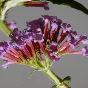 Photographie n°37845 du taxon Buddleja davidii Franch. [1887]