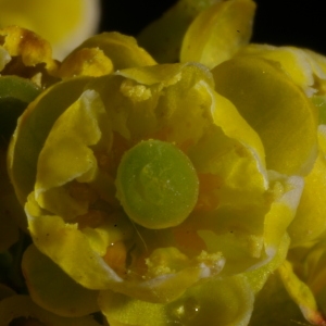 Photographie n°37849 du taxon Berberis vulgaris L. [1753]