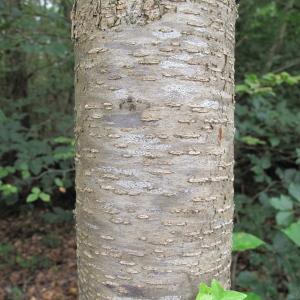 Photographie n°37863 du taxon Prunus serotina Ehrh. [1784]