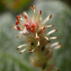 Photographie n°37868 du taxon Salix reticulata L. [1753]