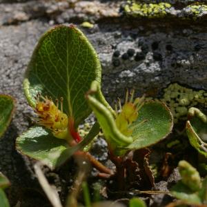 Photographie n°37878 du taxon Salix herbacea L. [1753]