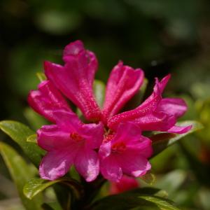 Photographie n°37880 du taxon Rhododendron ferrugineum L. [1753]