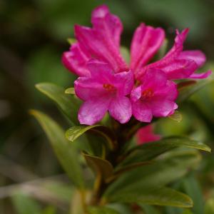 Photographie n°37881 du taxon Rhododendron ferrugineum L. [1753]