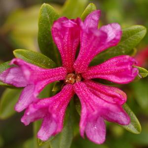 Photographie n°37882 du taxon Rhododendron ferrugineum L. [1753]