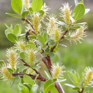 Photographie n°37884 du taxon Salix retusa L. [1759]