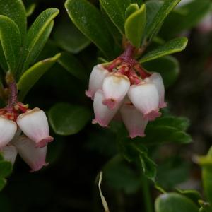 Photographie n°37887 du taxon Arctostaphylos uva-ursi (L.) Spreng. [1825]