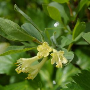 Photographie n°37890 du taxon Lonicera caerulea L. [1753]