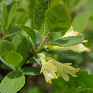 Photographie n°37891 du taxon Lonicera caerulea L. [1753]