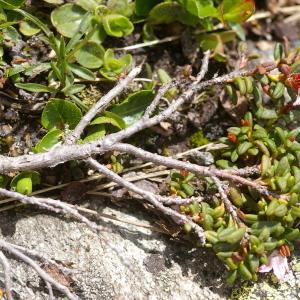 Photographie n°37892 du taxon Loiseleuria procumbens (L.) Desv. [1813]