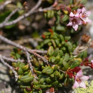 Photographie n°37894 du taxon Loiseleuria procumbens (L.) Desv. [1813]