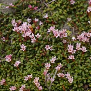 Photographie n°37895 du taxon Loiseleuria procumbens (L.) Desv. [1813]