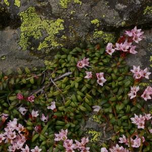 Photographie n°37896 du taxon Loiseleuria procumbens (L.) Desv. [1813]