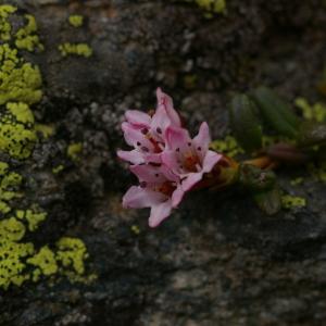 Photographie n°37897 du taxon Loiseleuria procumbens (L.) Desv. [1813]