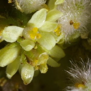 Photographie n°37902 du taxon Rhus typhina L. [1756]