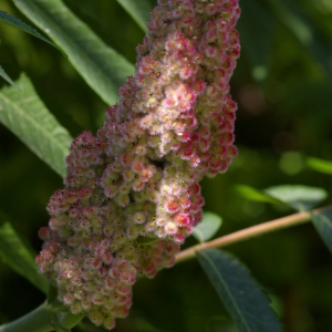 Photographie n°37905 du taxon Rhus typhina L. [1756]