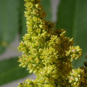 Photographie n°37907 du taxon Rhus typhina L. [1756]