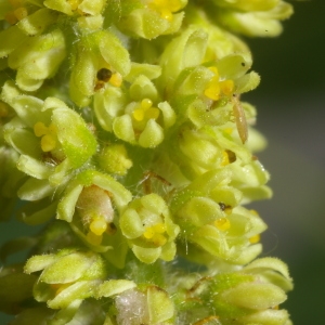 Photographie n°37908 du taxon Rhus typhina L. [1756]