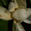  Michel POURCHET  - Magnolia grandiflora L. [1759]