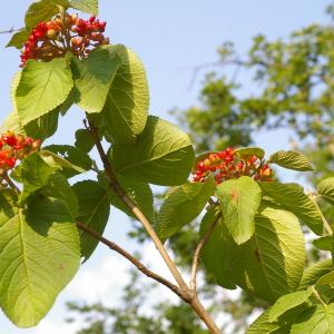 Photographie n°37917 du taxon Viburnum lantana L. [1753]