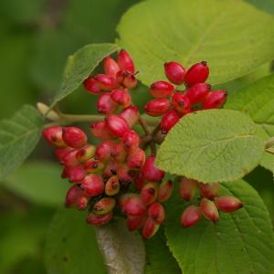 Photographie n°37918 du taxon Viburnum lantana L. [1753]