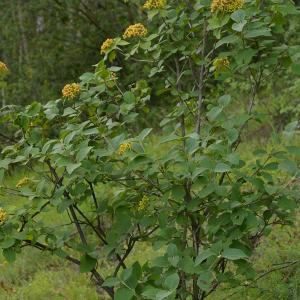 Photographie n°37924 du taxon Viburnum lantana L. [1753]