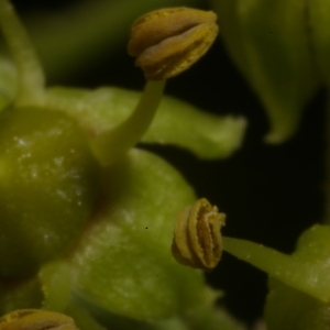 Photographie n°37945 du taxon Hedera helix L. [1753]