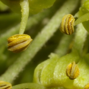 Photographie n°37947 du taxon Hedera helix L. [1753]