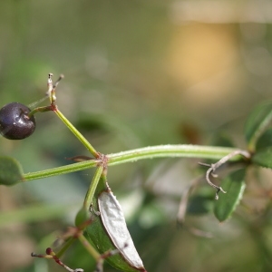 Photographie n°37965 du taxon Rubia peregrina L. [1753]