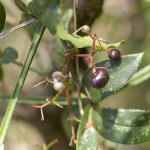 Photographie n°37966 du taxon Rubia peregrina L. [1753]