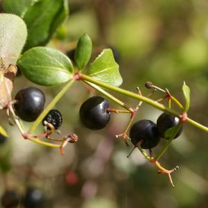 Photographie n°37968 du taxon Rubia peregrina L. [1753]