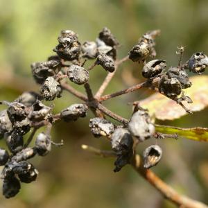 Photographie n°37976 du taxon Amelanchier ovalis Medik. [1793]