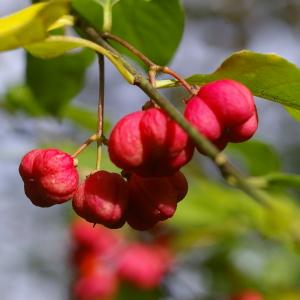 Photographie n°37981 du taxon Euonymus europaeus L. [1753]