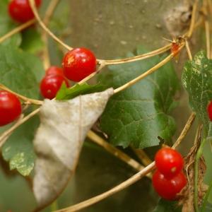 Photographie n°37984 du taxon Bryonia dioica Jacq. [1774]