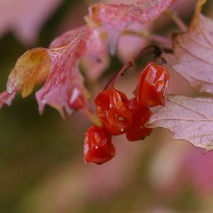 Photographie n°37986 du taxon Viburnum opulus L. [1753]