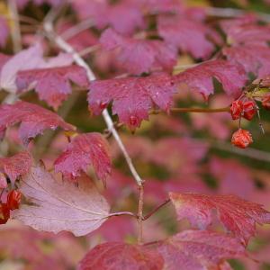 Photographie n°37987 du taxon Viburnum opulus L. [1753]