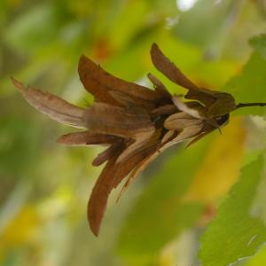 Photographie n°37996 du taxon Carpinus betulus L. [1753]