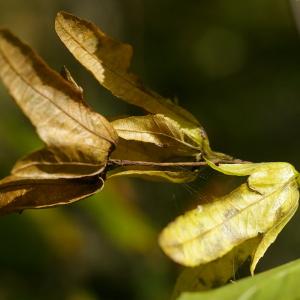 Photographie n°37998 du taxon Carpinus betulus L. [1753]