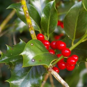 Photographie n°38005 du taxon Ilex aquifolium L. [1753]