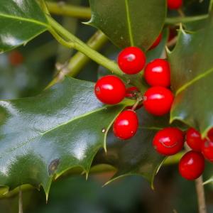 Photographie n°38006 du taxon Ilex aquifolium L. [1753]