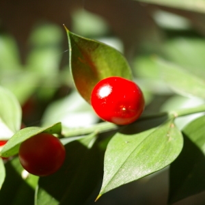 Photographie n°38012 du taxon Ruscus aculeatus L. [1753]