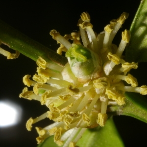 Photographie n°38060 du taxon Buxus sempervirens L. [1753]