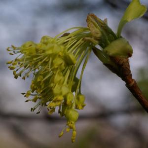 Acer opalus Mill. (Érable à feuilles d'obier)