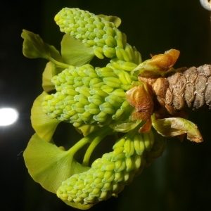 Photographie n°38071 du taxon Ginkgo biloba L. [1771]