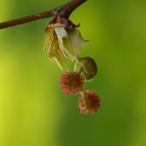 Photographie n°38081 du taxon Platanus orientalis L. [1753]