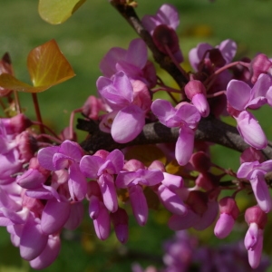 Photographie n°38122 du taxon Cercis siliquastrum L. [1753]