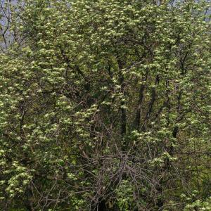 Photographie n°38131 du taxon Sorbus aria (L.) Crantz [1763]