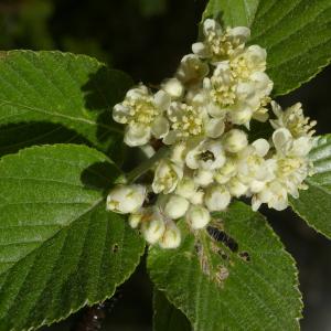 Photographie n°38132 du taxon Sorbus aria (L.) Crantz [1763]