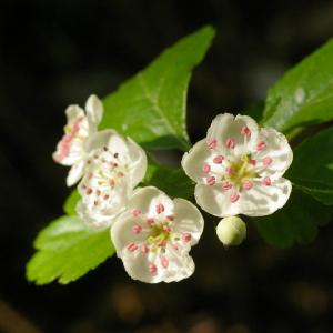 Photographie n°38138 du taxon Crataegus laevigata (Poir.) DC. [1825]