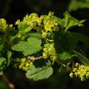 Photographie n°38139 du taxon Ribes alpinum L. [1753]